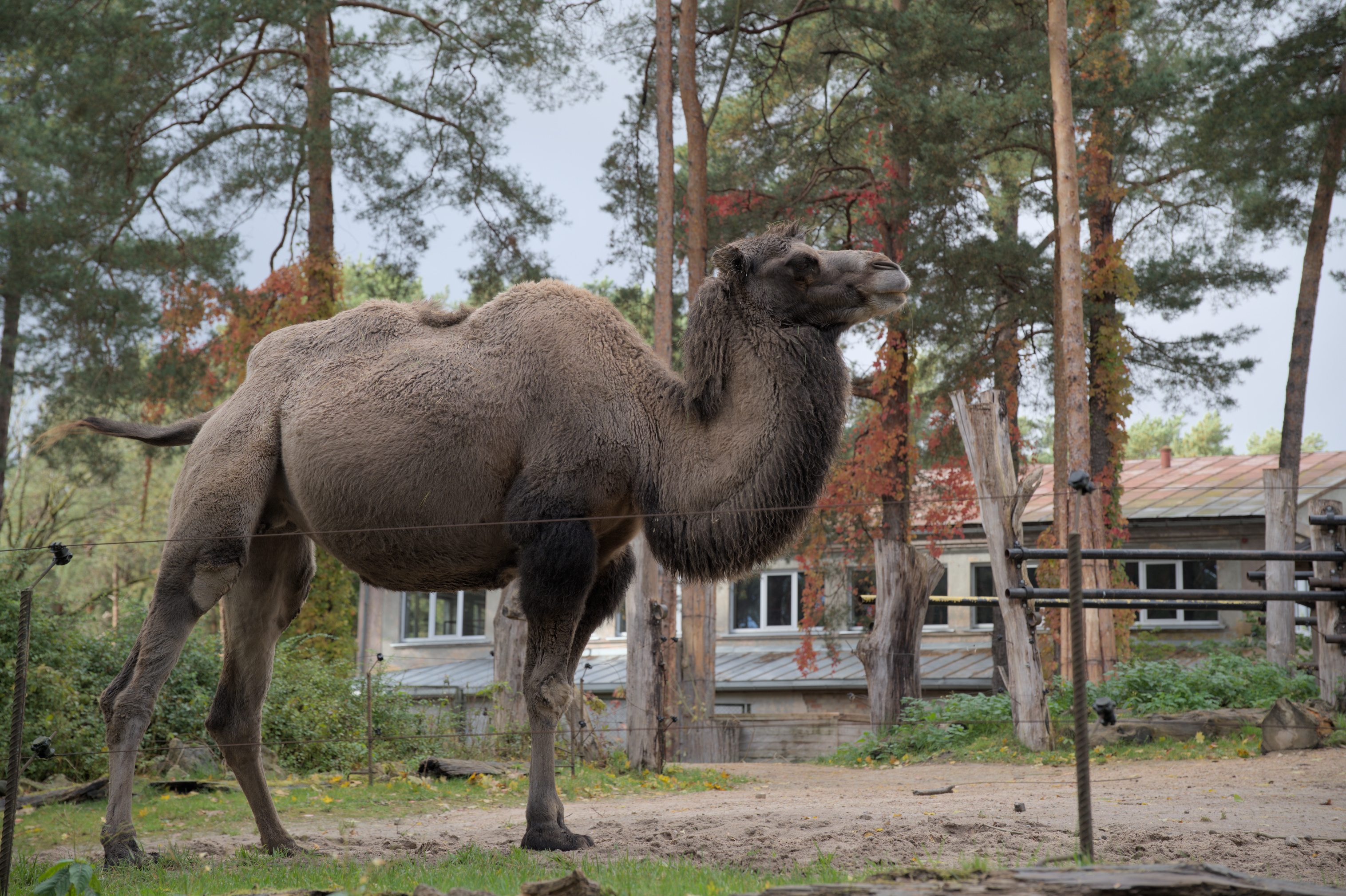 2025/10/12 - zoo/DSC_0044.jpg